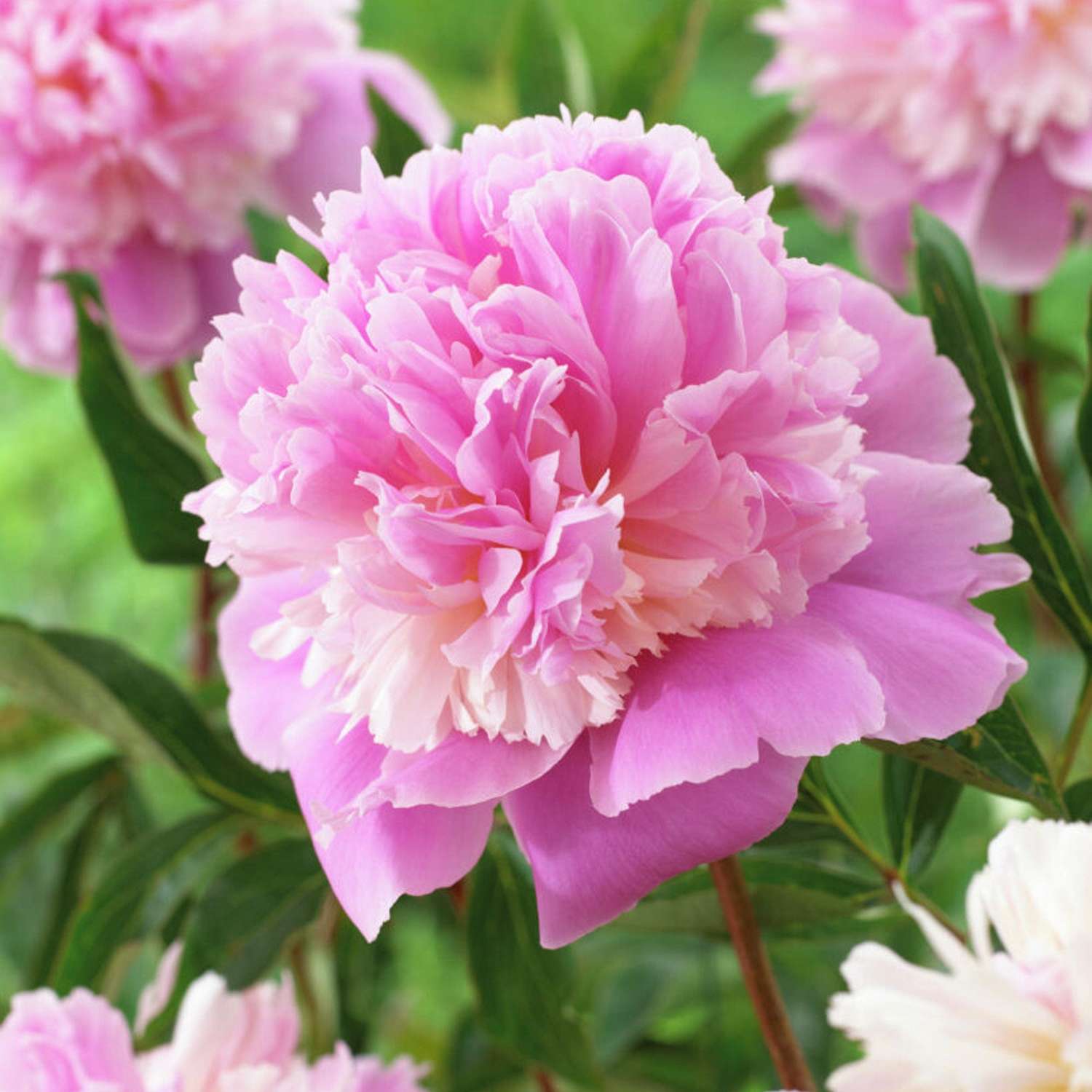 Pæon 'Sorbet'